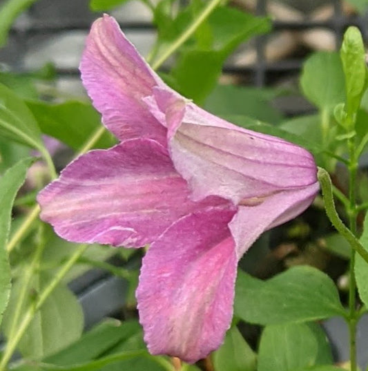 Clematis Cat's Eye