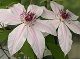 Clematis Pinky