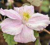 Clematis montana Hot Chocolate