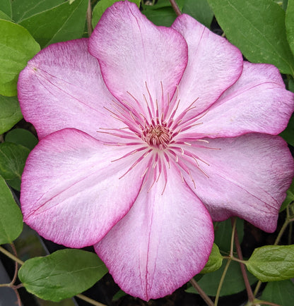 Clematis Liberty