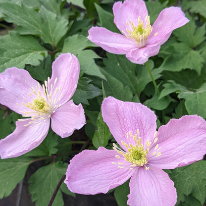 Clematis montana Tetrarose