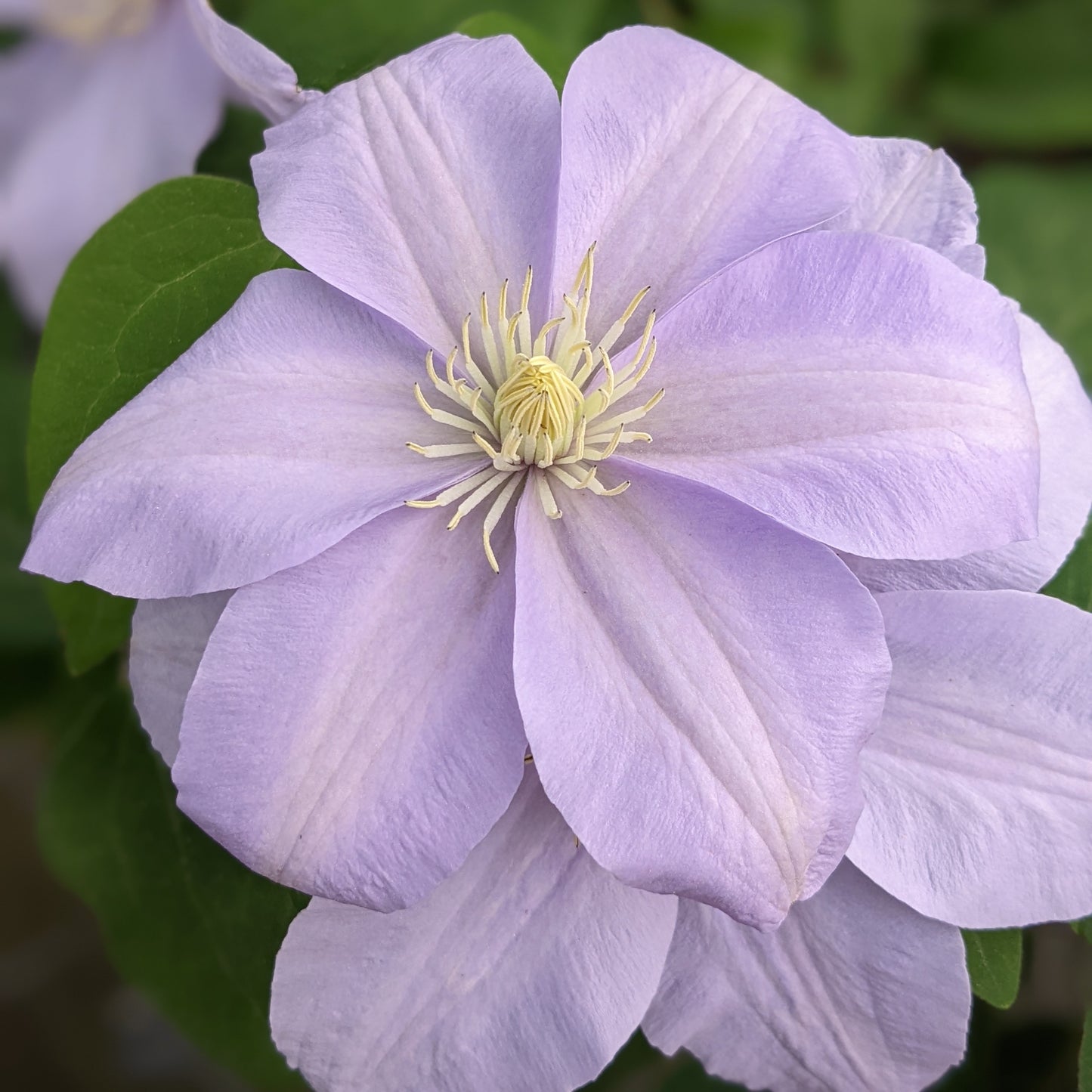 Clematis Silver Moon