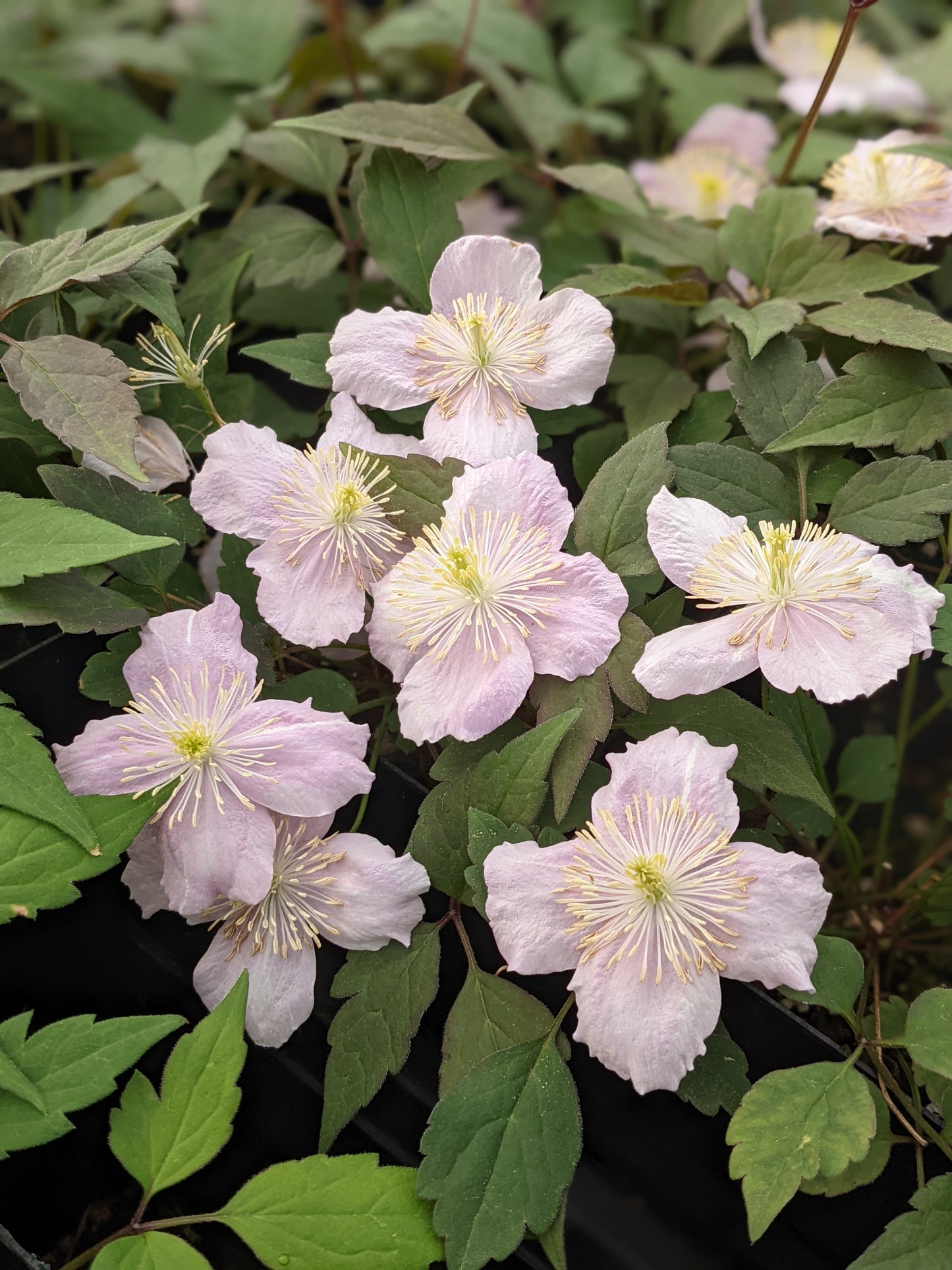 Clematis montana Mayleen