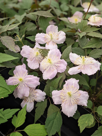 Clematis montana Mayleen