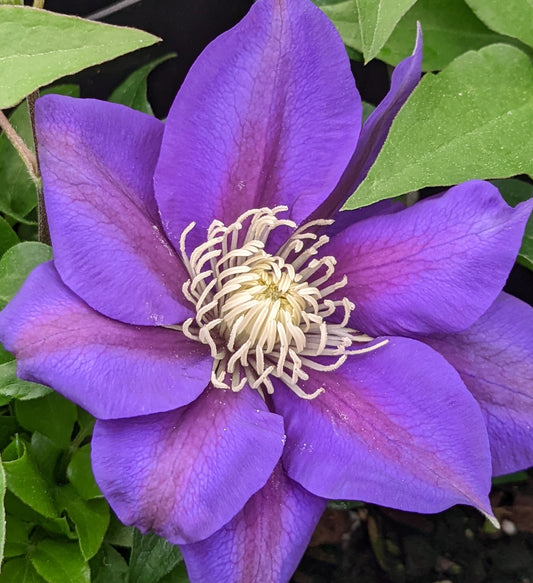 Clematis Olympia