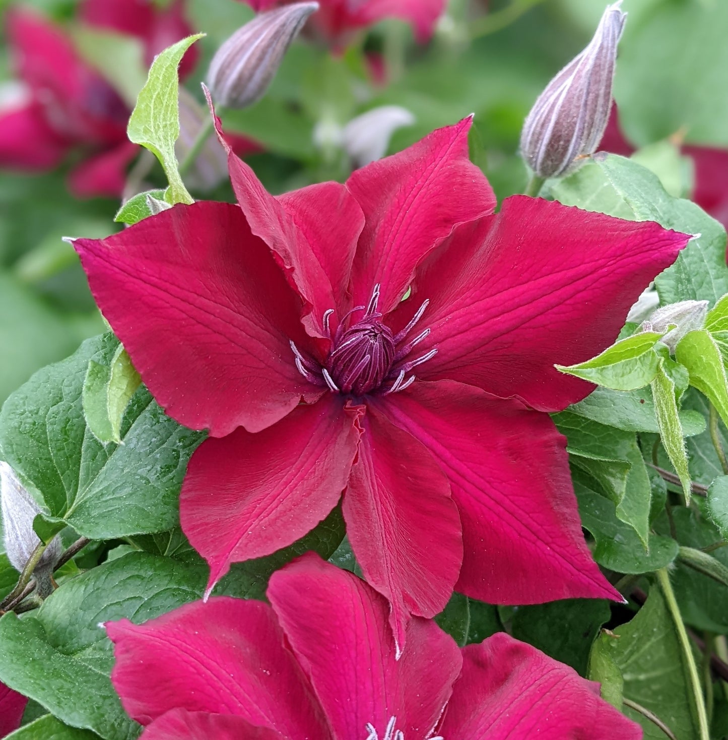Clematis Nubia