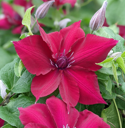 Clematis Nubia