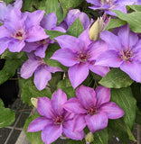 Clematis Esther