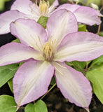 Clematis Morning Star