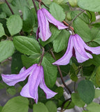 Clematis John Treasure