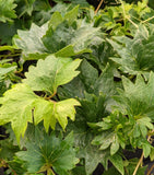 Parthenocissus Lowii