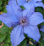 Clematis Minister