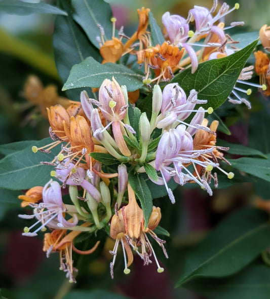 Lonicera Candy Swirl