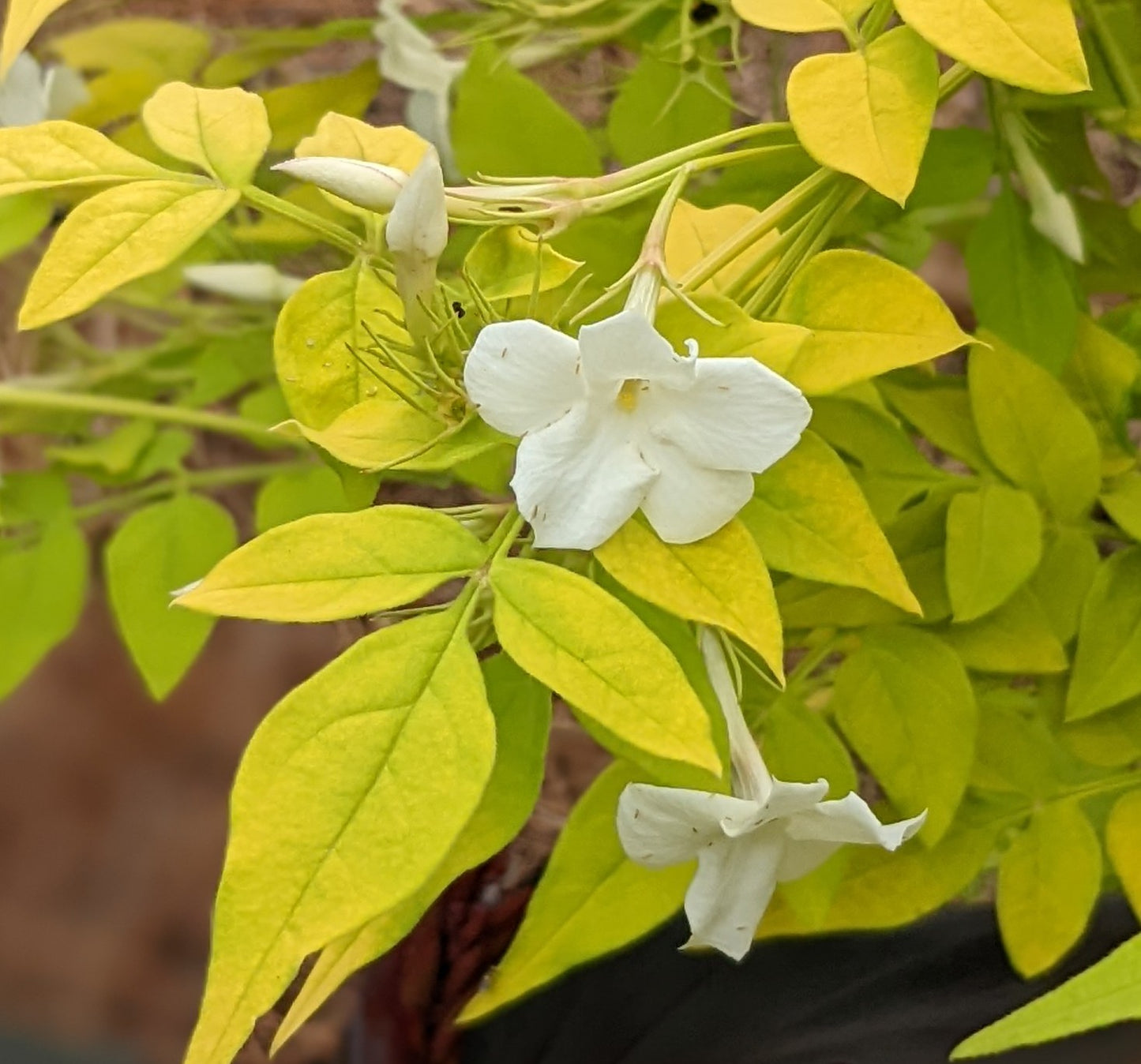 Jasminum officinale Fiona Sunrise
