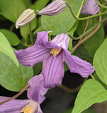 Clematis Seeryuu