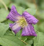 Clematis White Heart