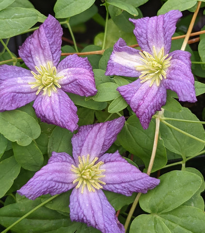 Clematis White Heart
