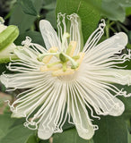 Passiflora incarnata Alba