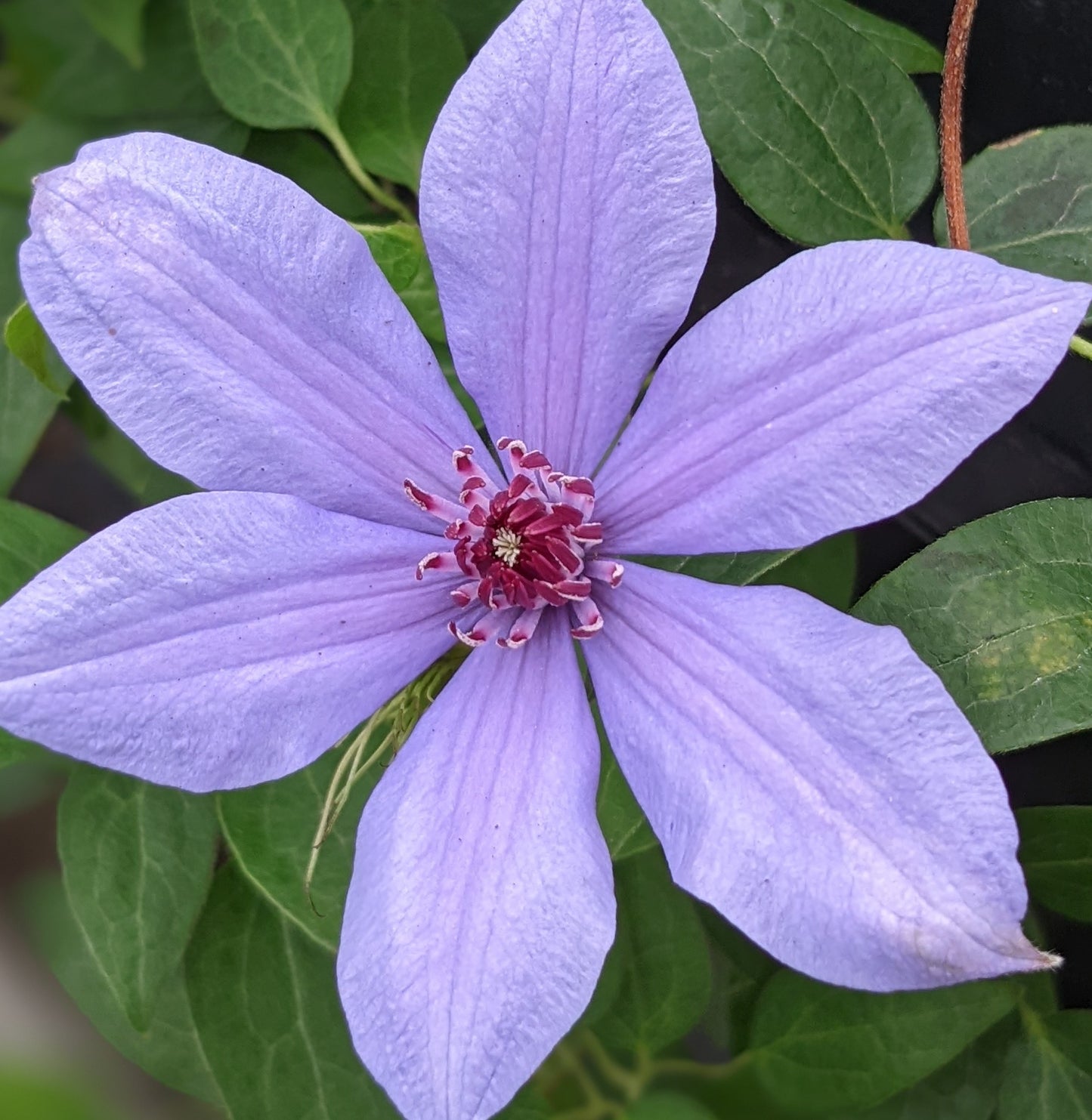 Clematis Bernadine