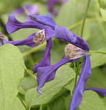 Clematis Blue Ocean