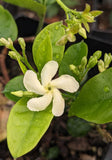 Trachelospermum Hatsuyuki