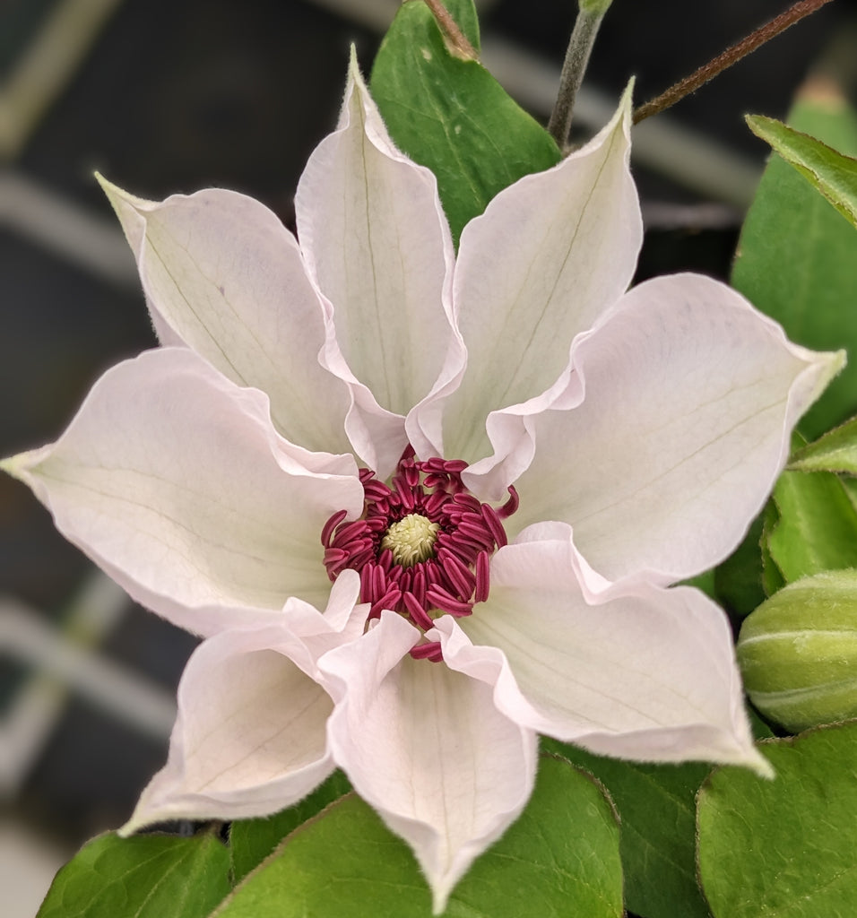 Clematis Miss Bateman | Brushwood Nursery, Clematis Specialists