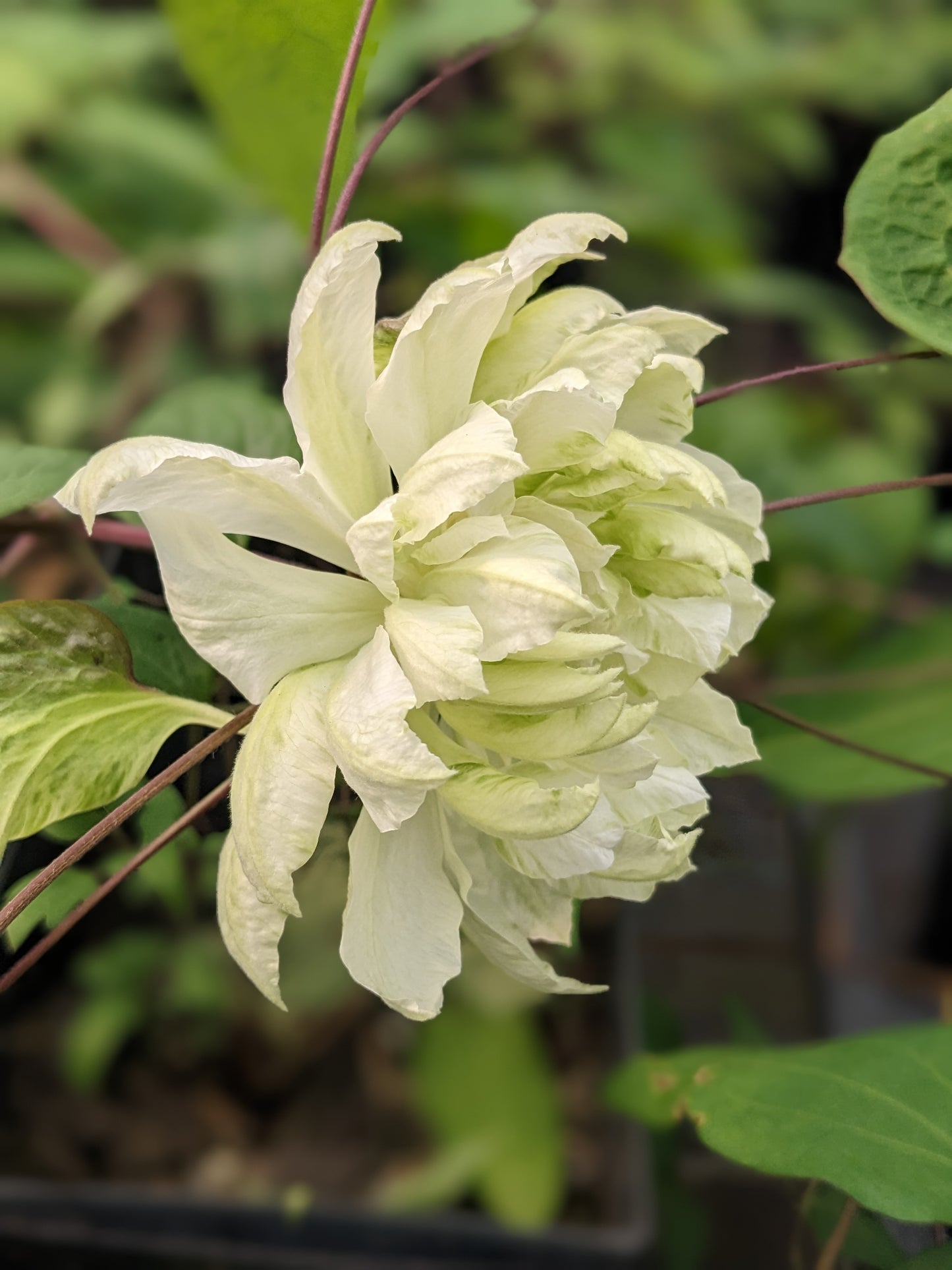 Clematis Yukiokoshi