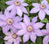 Clematis Candy Stripe