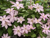 Clematis Morning Star