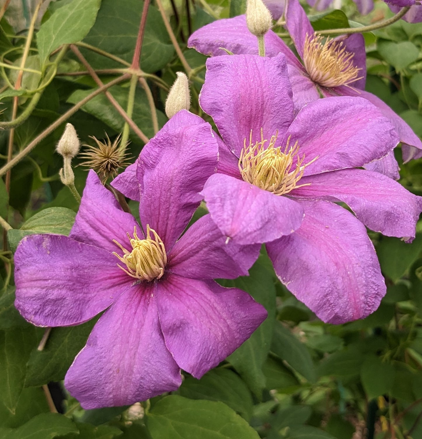 Clematis Twilight