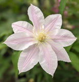 Clematis Vancouver Cotton Candy