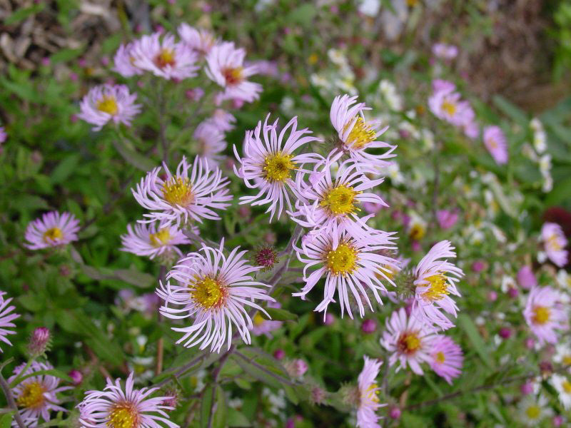 Ampelaster carolinianus, Native Vines - Brushwood Nursery, Clematis Specialists