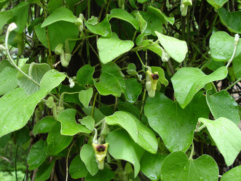 Aristolochia tomentosa, Native Vines - Brushwood Nursery, Clematis Specialists