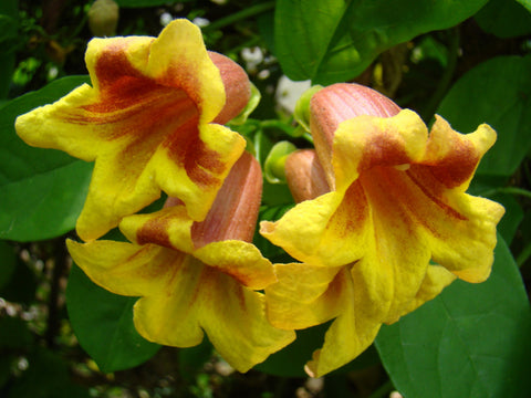 Bignonia capreolata Athens, Native Vines - Brushwood Nursery, Clematis Specialists