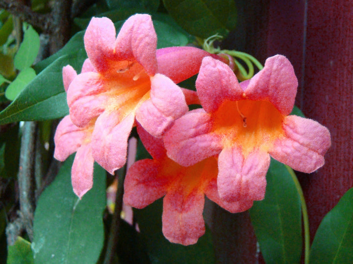 Bignonia – Brushwood Nursery, Clematis Specialists