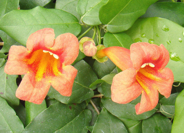 Bignonia capreolata Helen Fredel, Native Vines - Brushwood Nursery, Clematis Specialists