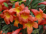 Bignonia capreolata Tangerine Beauty, Native Vines - Brushwood Nursery, Clematis Specialists