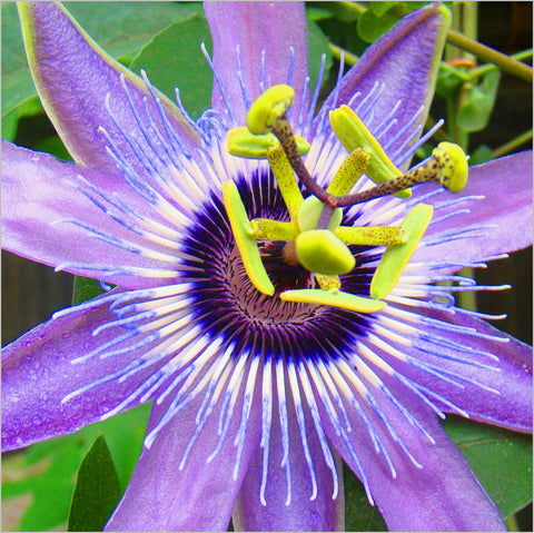 Passiflora Betty Myles Young, Passion Flowers - Brushwood Nursery, Clematis Specialists