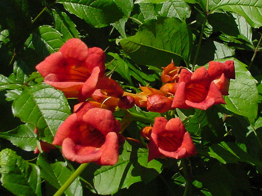 Campsis Minnesota Red, Native Vines - Brushwood Nursery, Clematis Specialists