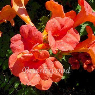Campsis Madame Galen, Other Species - Brushwood Nursery, Clematis Specialists