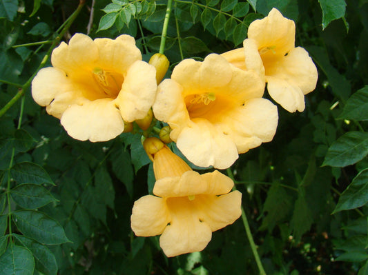 Campsis radicans Flava, Native Vines - Brushwood Nursery, Clematis Specialists