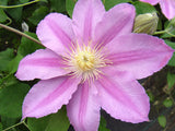 Clematis Abilene, Large Flowered Clematis - Brushwood Nursery, Clematis Specialists