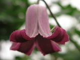 Clematis Ada Moon, Small Flowered Clematis - Brushwood Nursery, Clematis Specialists
