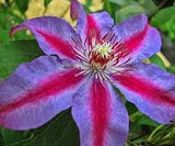 Clematis Akaishi, Large Flowered Clematis - Brushwood Nursery, Clematis Specialists
