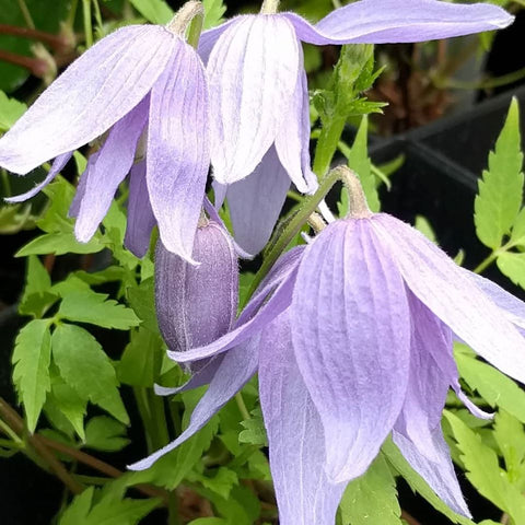 Clematis alpina Frances Rivis, Small Flowered Clematis - Brushwood Nursery, Clematis Specialists
