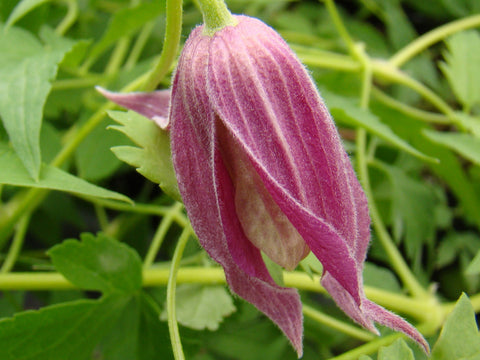 Clematis alpina Ruby, Small Flowered Clematis - Brushwood Nursery, Clematis Specialists