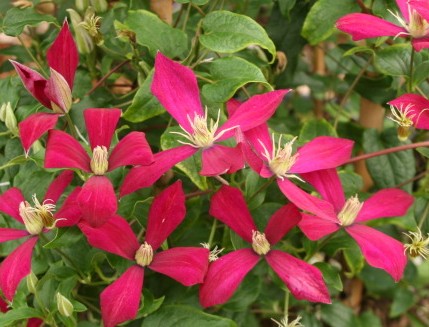 Clematis Amanda Marie, Small Flowered Clematis - Brushwood Nursery, Clematis Specialists