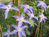Clematis Anna German, Large Flowered Clematis - Brushwood Nursery, Clematis Specialists