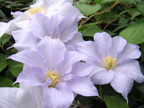 Clematis Asagasumi, Large Flowered Clematis - Brushwood Nursery, Clematis Specialists