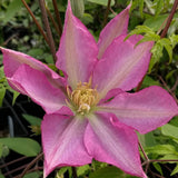 Clematis Asao, Large Flowered Clematis - Brushwood Nursery, Clematis Specialists